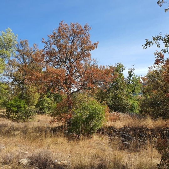  HCI IMMOBILIER : Terrain | PLAN-D'AUPS-SAINTE-BAUME (83640) | 0 m2 | 155 000 € 
