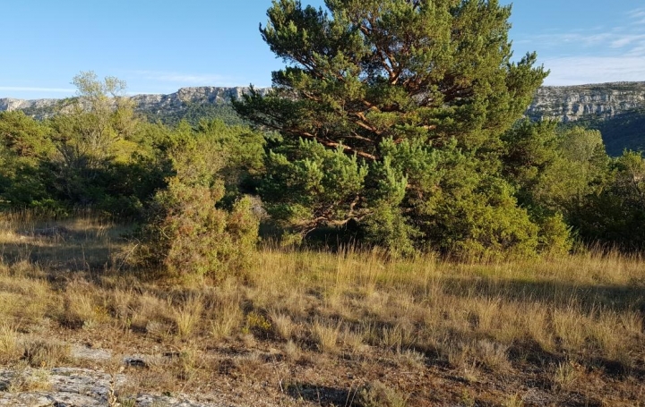 HCI IMMOBILIER : Terrain | PLAN-D'AUPS-SAINTE-BAUME (83640) | 0 m2 | 165 000 € 