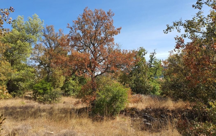 HCI IMMOBILIER : Terrain | PLAN-D'AUPS-SAINTE-BAUME (83640) | 0 m2 | 155 000 € 